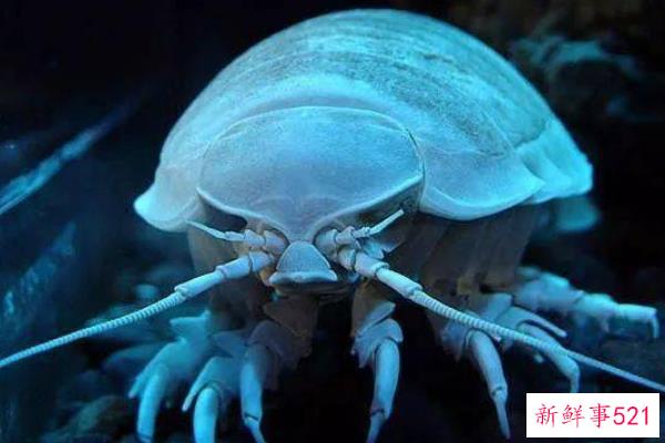 国王可以吃脚虫吗？日本人最喜欢油炸食品(味道像龙虾)