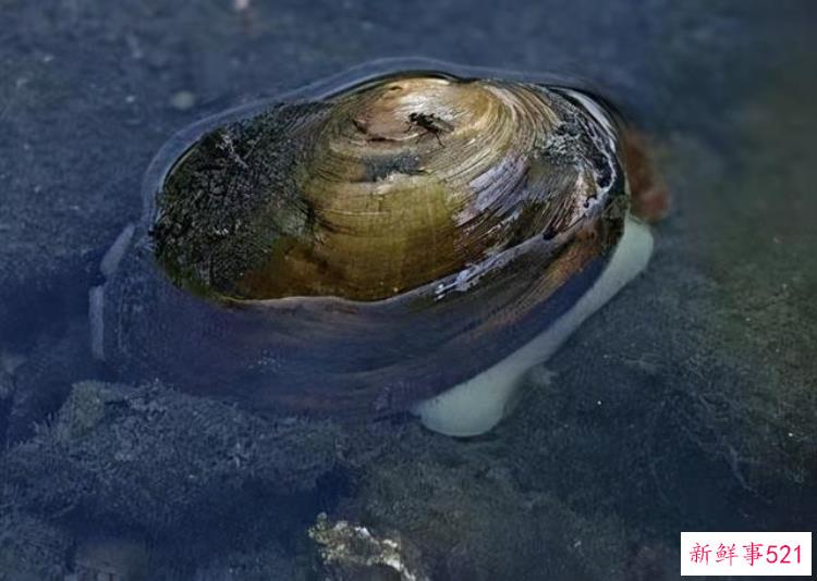 大眼贼虾对草缸的危害，虾虎鱼可以和大眼贼一起养吗