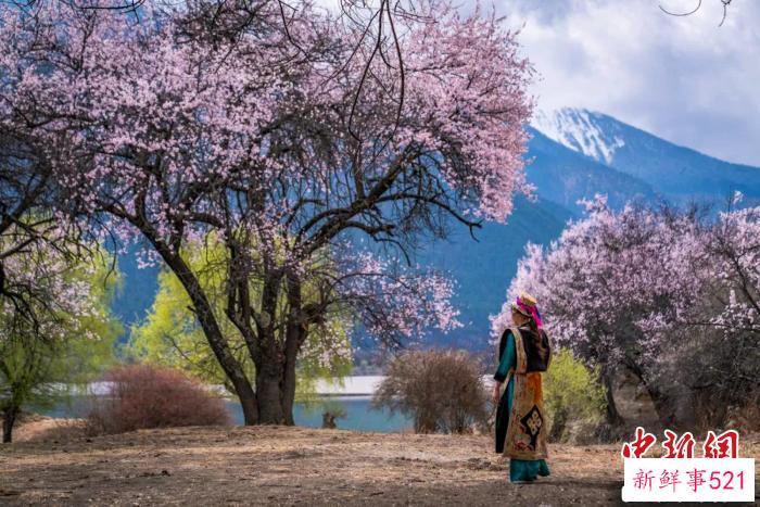 西藏林芝桃花。　林芝市旅游发展局 供图