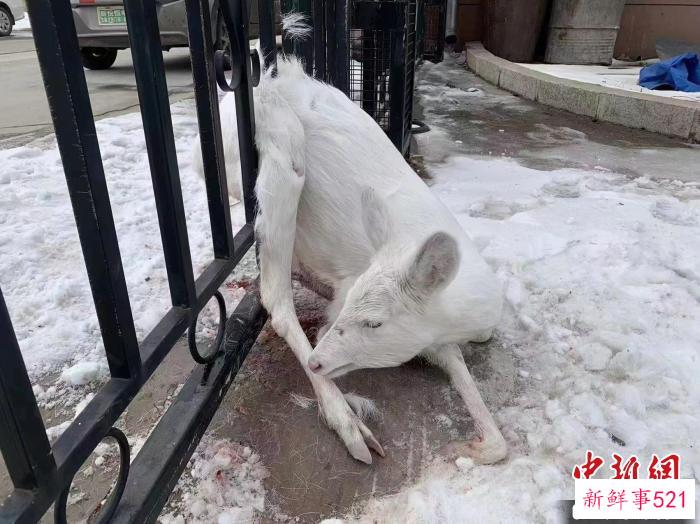 野生白狍被卡在栅栏中间。　黑龙江出入境边防检查总站牡丹江边境管理支队供图