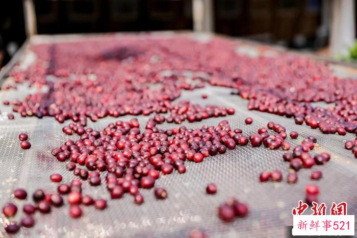 图为新寨村咖啡体验馆内晾晒的咖啡豆。　受访者供图