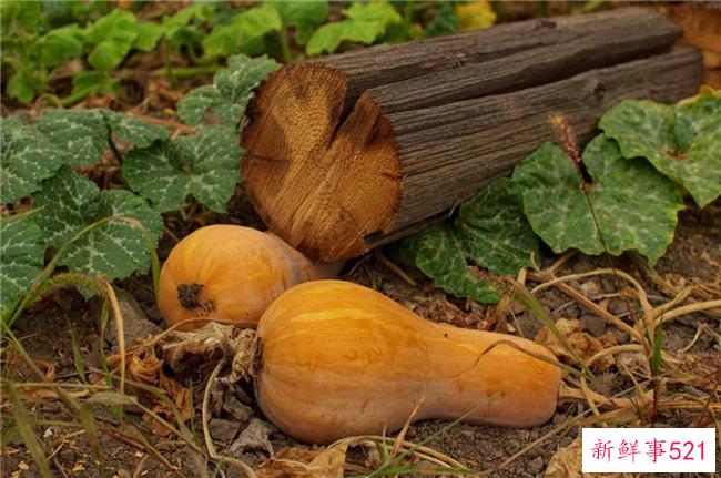 南瓜不能和什么一起吃？为什么南瓜不能和这些一起吃？