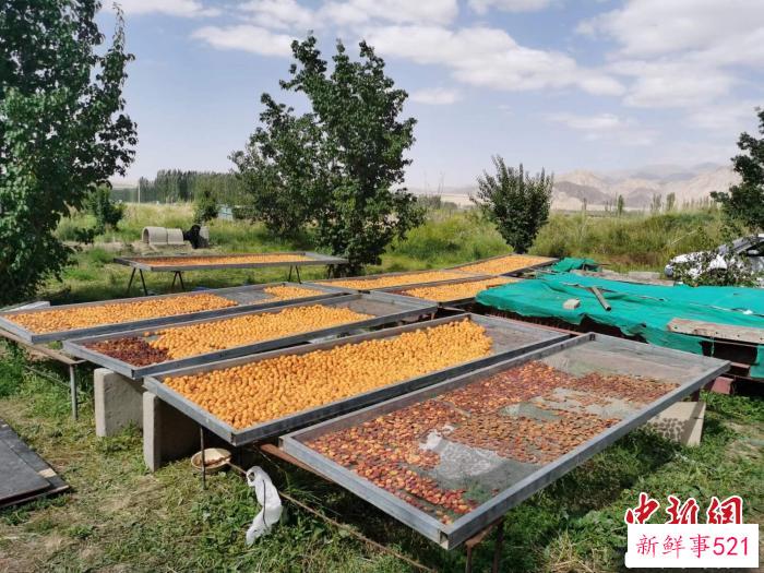 图为肃北蒙古族自治县的“李广杏”。(资料图) 受访者供图