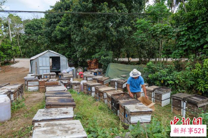 “追花人”冯伟军在照看自己的蜜蜂。　凌楠 摄
