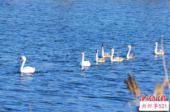 2021年秋天的疣鼻白天鹅一家。(资料图) 杨萍萍 摄