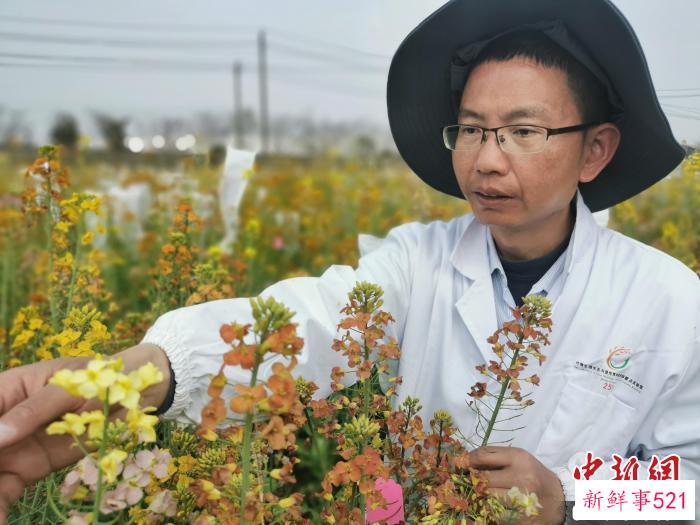 付东辉在江西农业大学彩色油菜花基地中观察彩色油菜花培养效果。　熊锦阳 摄