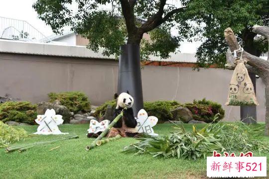 最萌“华二代”要回家啦