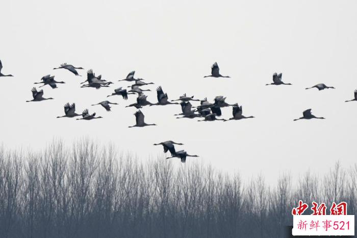 飞越丛林的灰鹤。　潘晟昱 摄