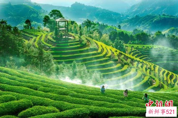 周宁县茶山美景。　周宁县融媒体中心 供图