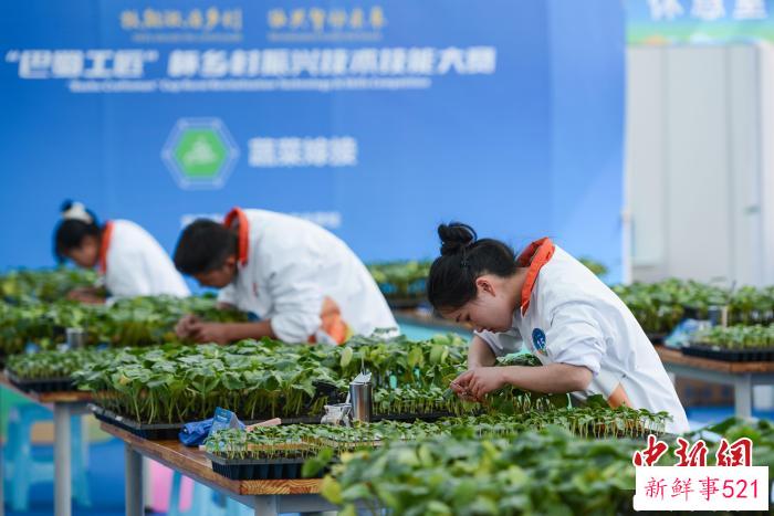 图为选手在蔬菜嫁接比赛中。　何蓬磊 摄