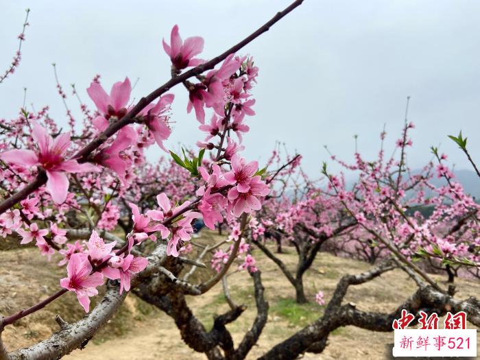 奉化区桃花盛开一景。　林波 摄