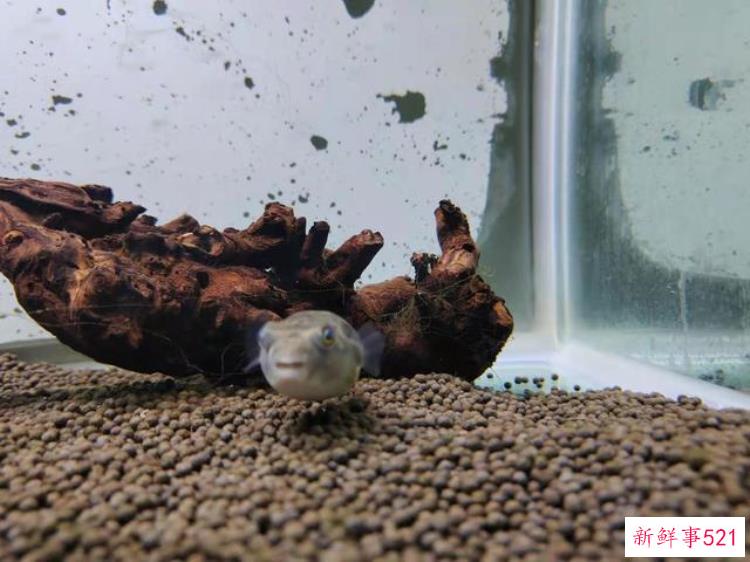 大眼贼虾对草缸的危害，虾虎鱼可以和大眼贼一起养吗