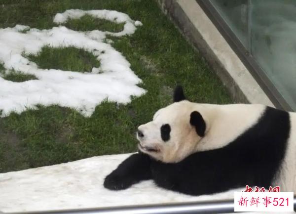 最萌“华二代”要回家啦