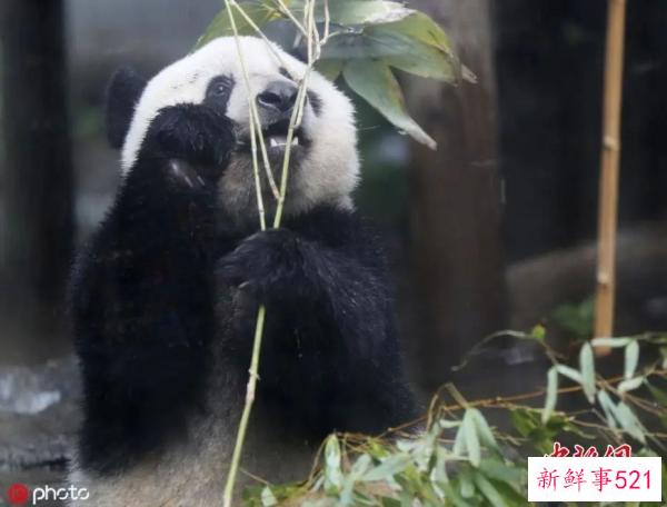 最萌“华二代”要回家啦