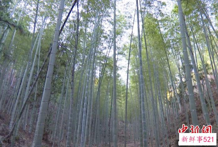 如今，笋竹产业已成为治平畲族乡的重要产业之一。　宁化县融媒体中心供图