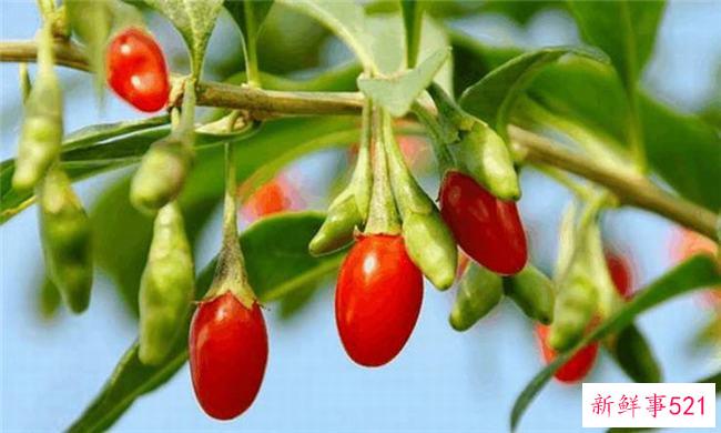 不能吃枸杞的枸杞比较滋补 身体有炎症的人不能吃