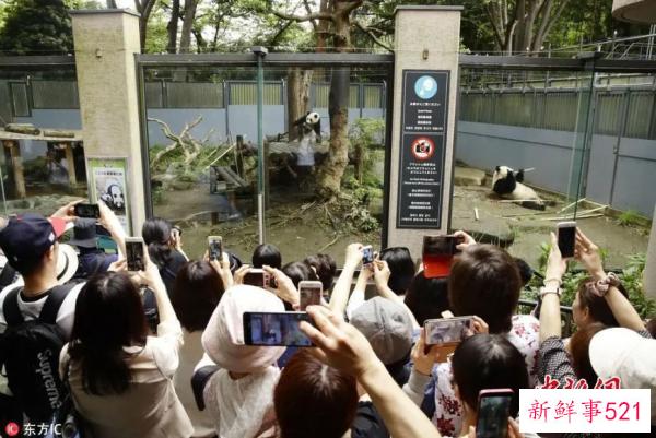 最萌“华二代”要回家啦