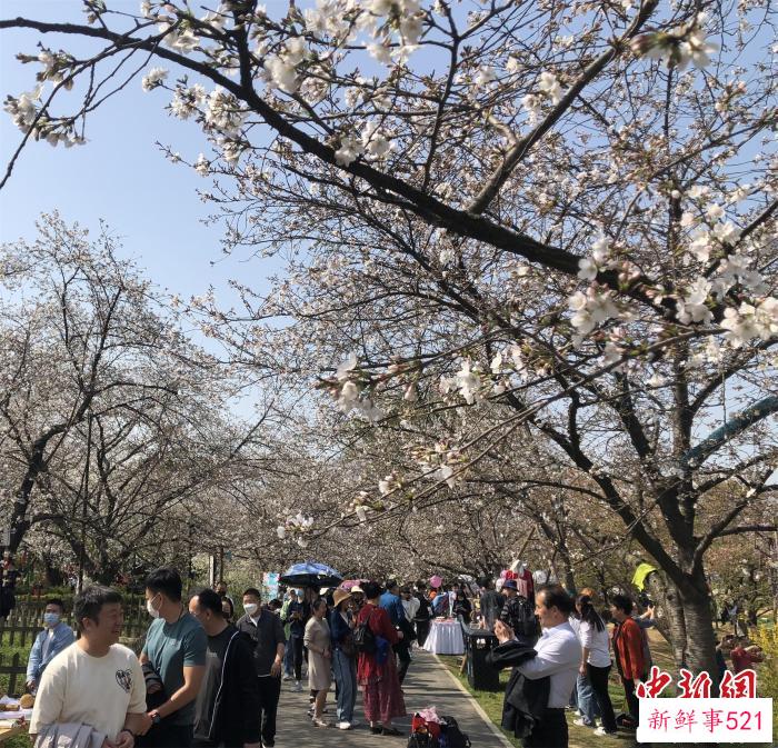 湖北启动“相约春天赏樱花”系列文旅活动，游客在东湖樱花园踏青赏花 梁婷 摄