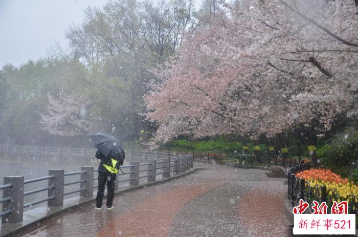 3月16日，郑州出现雨雪天气。　范晓恒 摄