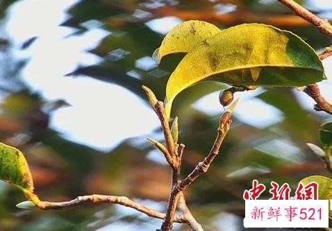 茶树 潮州市凤凰镇人民政府 供图