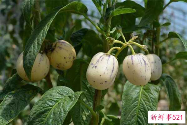 高糖和低糖人参果在外观和口感上是不同的