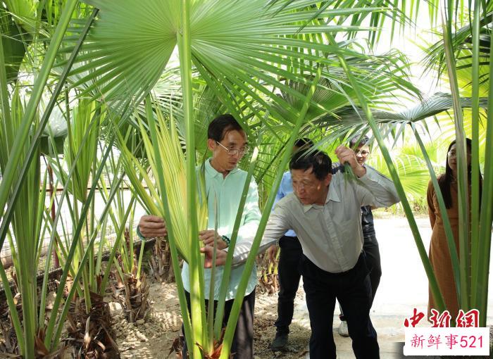 与会专家参观新会南坦葵林 麦瑞聪 摄