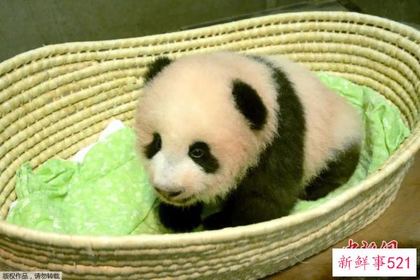 最萌“华二代”要回家啦