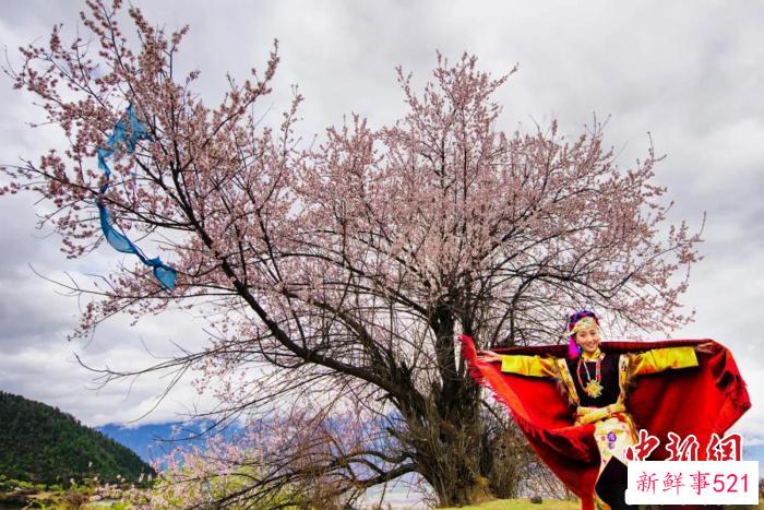 林芝桃花与身着工布服饰的姑娘。　林芝市旅游发展局 供图