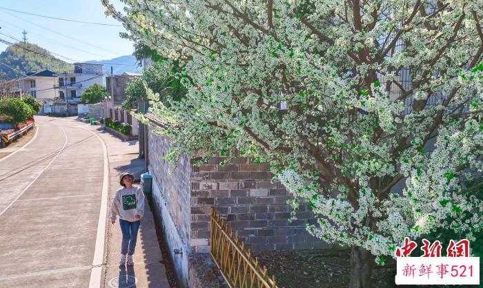 游客行走在儒雅洋村。　吴敏勇 摄