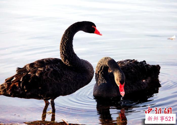 在可克达拉市栖息的黑天鹅。(资料图) 新疆兵团第四师可克达拉市融媒体中心供图
