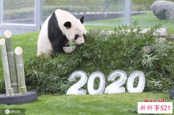 最萌“华二代”要回家啦