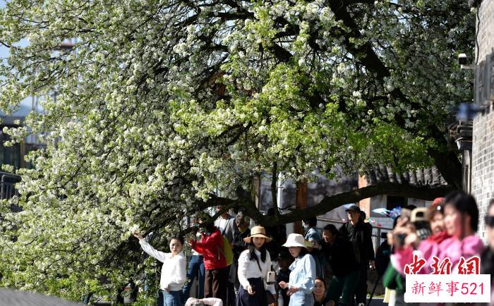 利民村的梨树。　水贵仙 摄