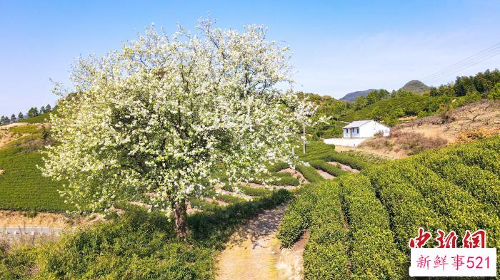 九龙湖梨树。　岑思懿 摄