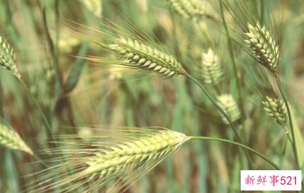 青稞和小麦的区别在于小麦芒的长度不同(小穗数不同)