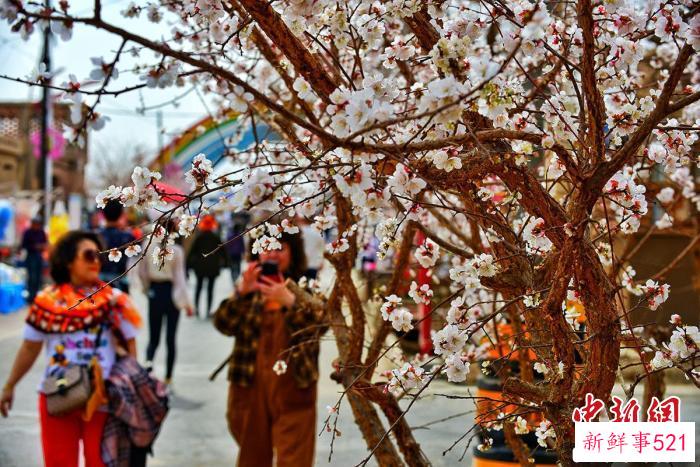 吐鲁番托克逊县南湖村，游客在花海中游览。　摆风亮 摄