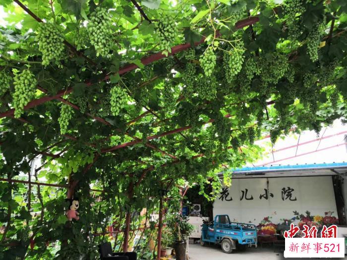 王秀芳的“花儿小院”一角 王秀芳供图