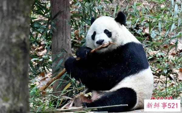 最萌“华二代”要回家啦