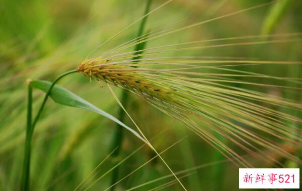 青稞和小麦的区别在于小麦芒的长度不同(小穗数不同)