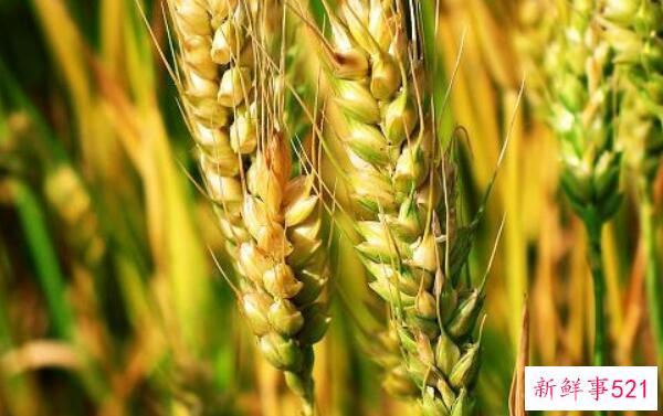 青稞和小麦的区别在于小麦芒的长度不同(小穗数不同)