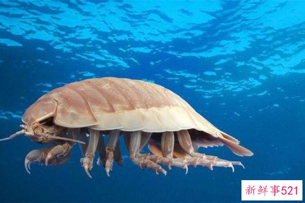 国王可以吃脚虫吗？日本人最喜欢油炸食品(味道像龙虾)