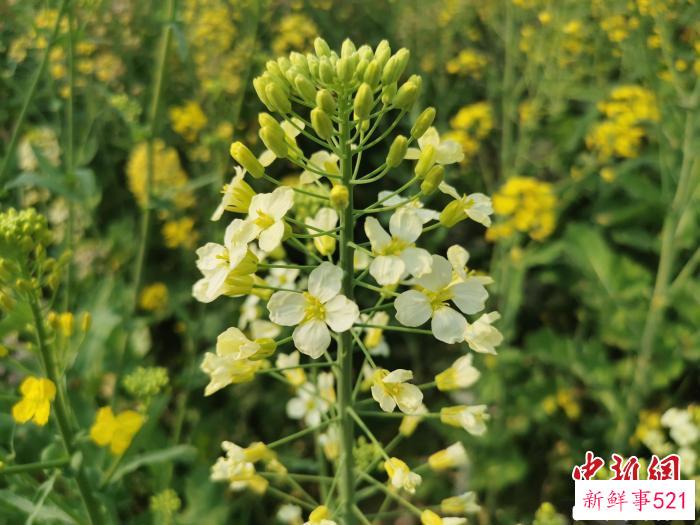 付东辉团队培养出的彩色油菜花(青白色)。　熊锦阳 摄
