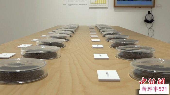 当地种植过的油菜品种展示 张倩龙 摄