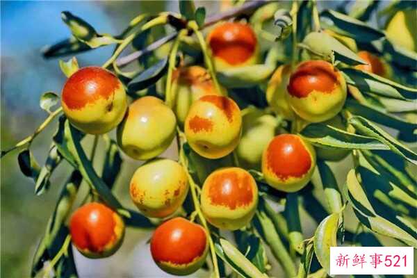 夏天可以吃冬枣吗？可以吃吗(味道没有正常的营养)