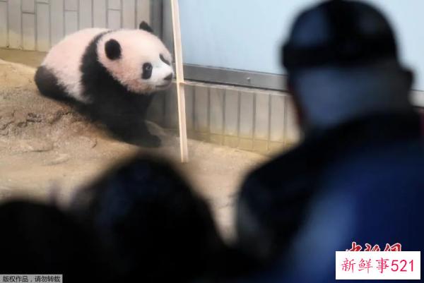 最萌“华二代”要回家啦