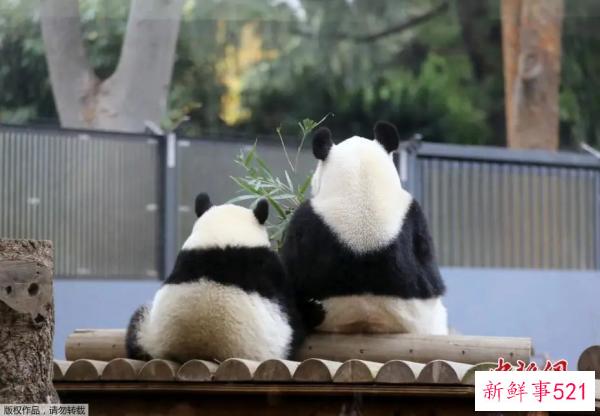 最萌“华二代”要回家啦