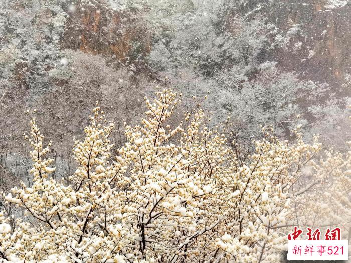 3月16日，河南西峡县老界岭迎来降雪。　张宁波 摄
