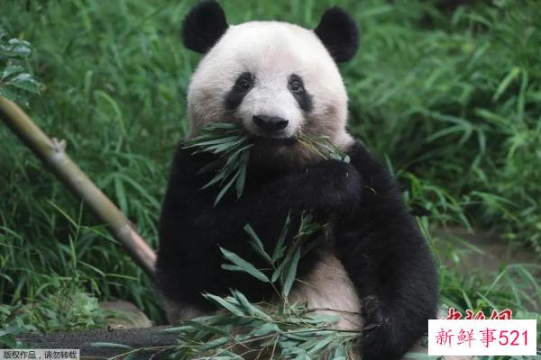 最萌“华二代”要回家啦