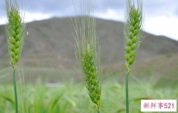 青稞和小麦的区别在于小麦芒的长度不同(小穗数不同)