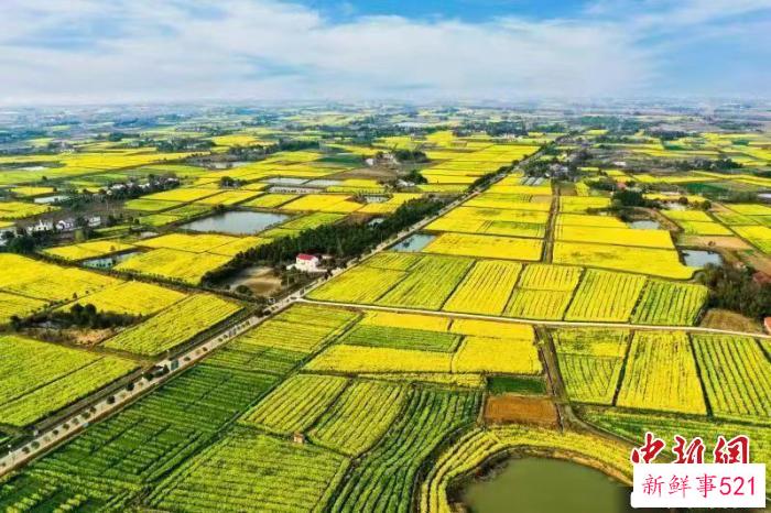 湖北荆门沙洋县70万亩油菜花竞相绽放 郑波 摄
