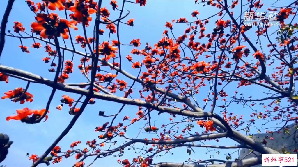 新华视点丨木棉花开“零碳村”